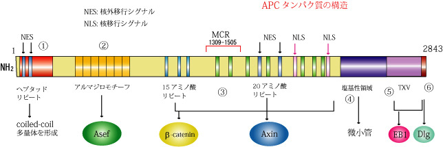 APCproteinStructure.jpg