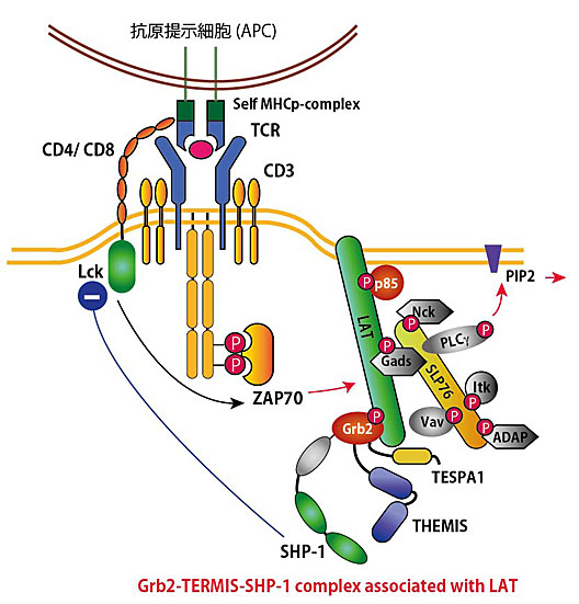 Grb2-THEMIS-SHP1 complex.jpg
