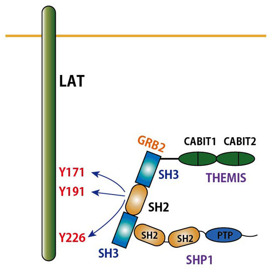 THEMIS-SHP1-GRB2.jpg