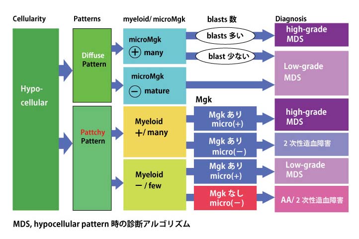 hypoplastic-pattern.jpg