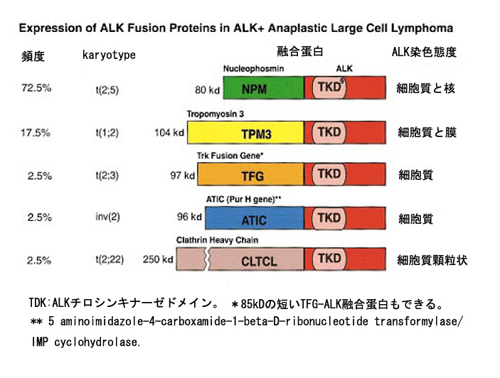 ALKfusion_protein.jpg