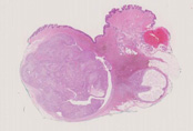 ahct02.jpg