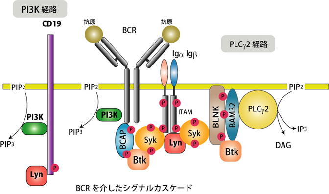 BCRsignalcascade01.jpg