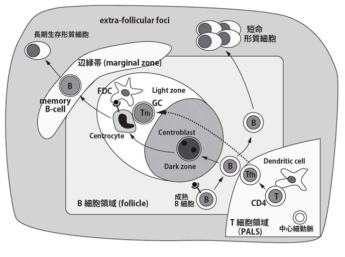 B-celldiff-spleen.jpg