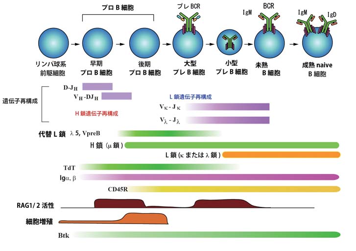 B-celldiff02.jpg