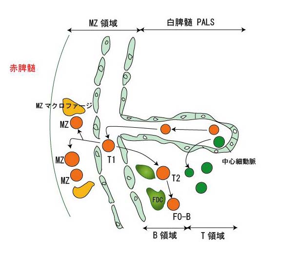 spleenBcell01.jpg