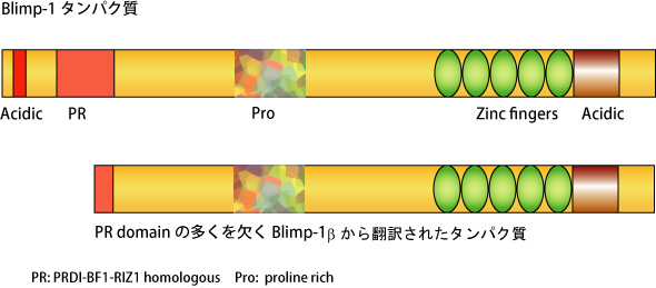 Blimp1protein_02.jpg