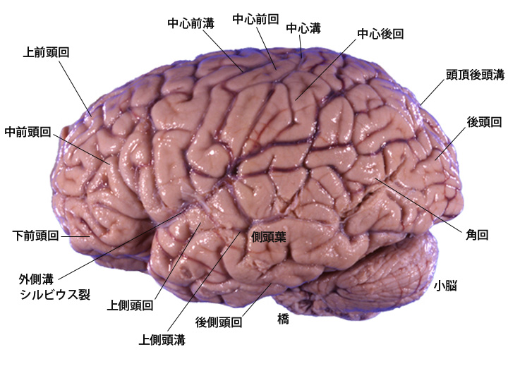 brainsideview01.jpg