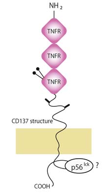 CD137.jpg