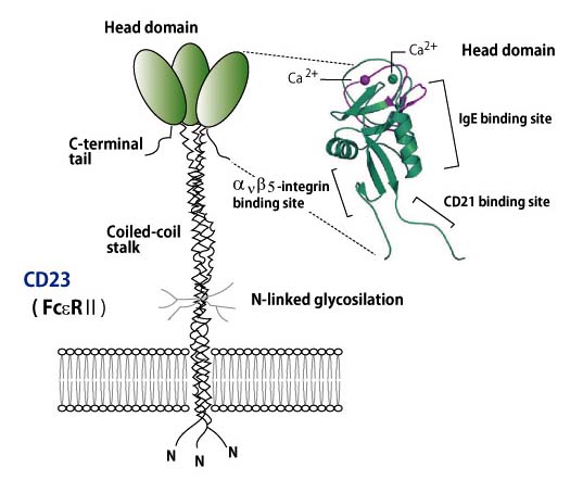 CD23molecule.jpg