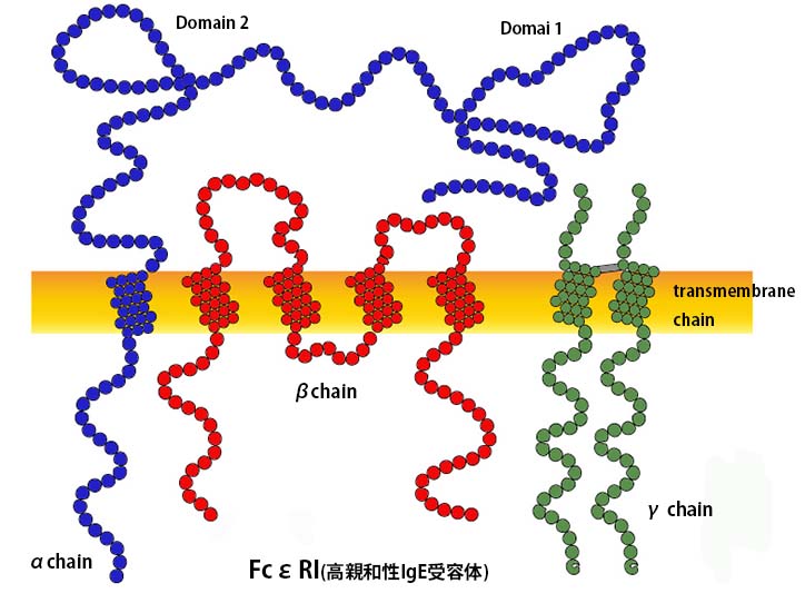 FcεRI-C.jpg