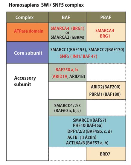BAF-PBAF-Table.jpg