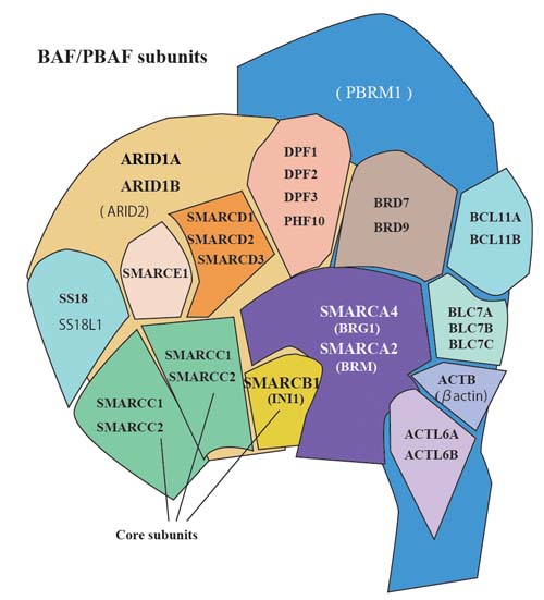 BAF02.jpg