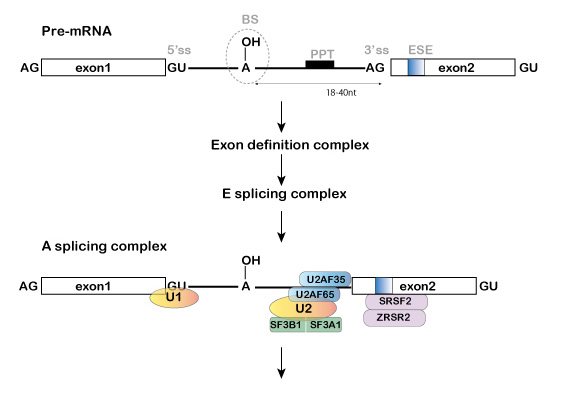 A-splicing-complex.jpg