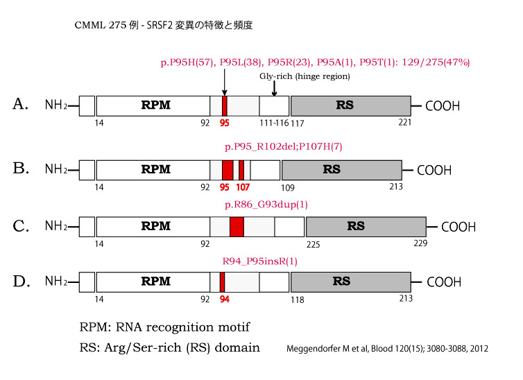 SRSF2-mutation-CMML.jpg