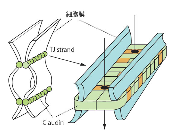 TJstrand-claudin.jpg