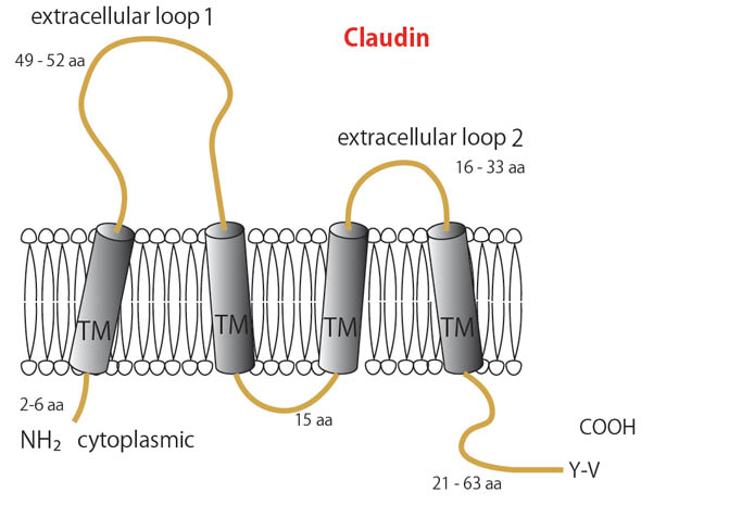 claudin-protein.jpg