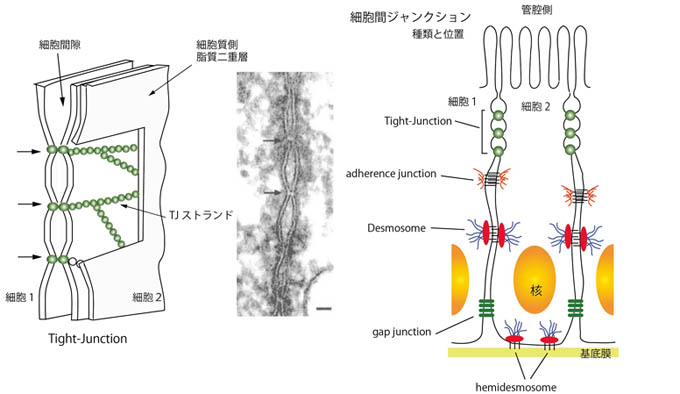 intercellularJunction.jpg
