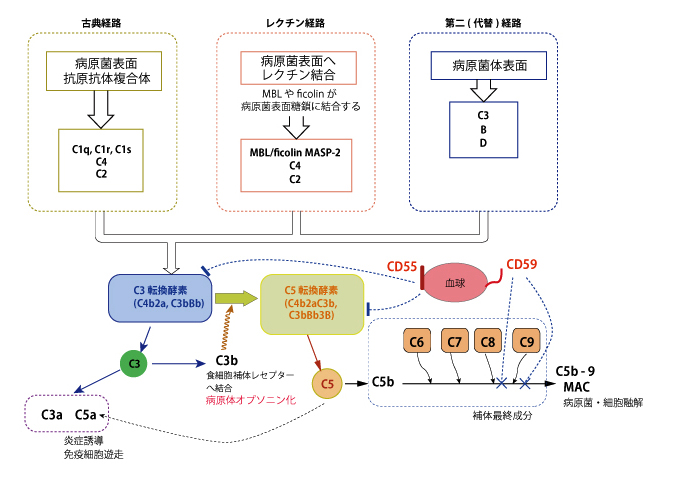 complement-system.jpg