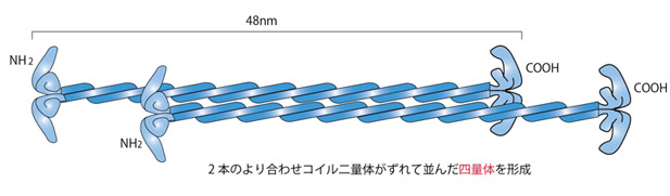 int-filament.jpg