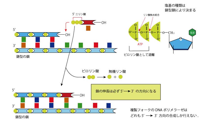 5-to-3-elongation.jpg