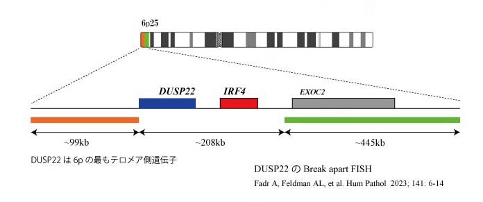 DUSP22BA-FISH.jpg