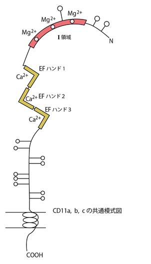 CD11-structure.jpg