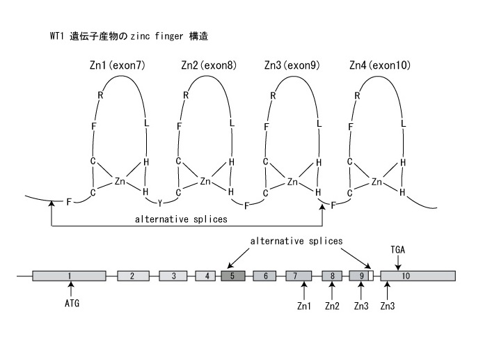 WT-1zinc-fingers.jpg