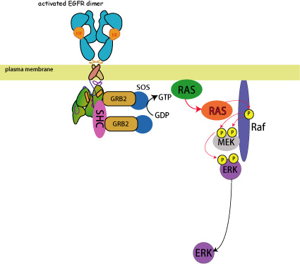 EGFR-RAS.jpg