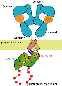 EGFRautophospho.jpg