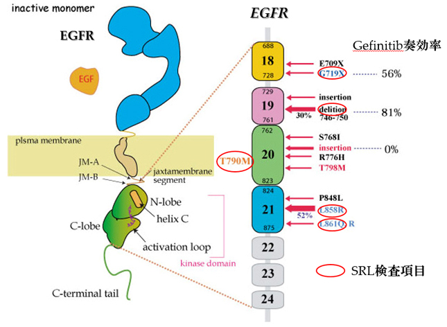 EGFRm01.jpg