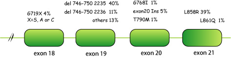 EGFRmutationExon18-21.jpg