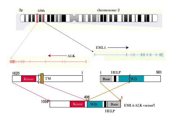 EML4-ALKfusion01.jpg