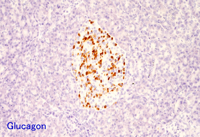 Glucagon01.jpg