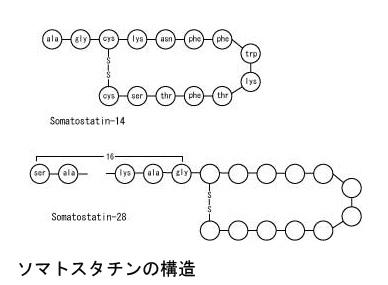 somatostatin01.jpg