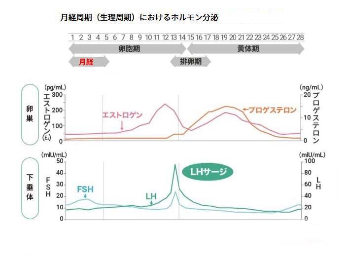 月経ホルモン02.jpg