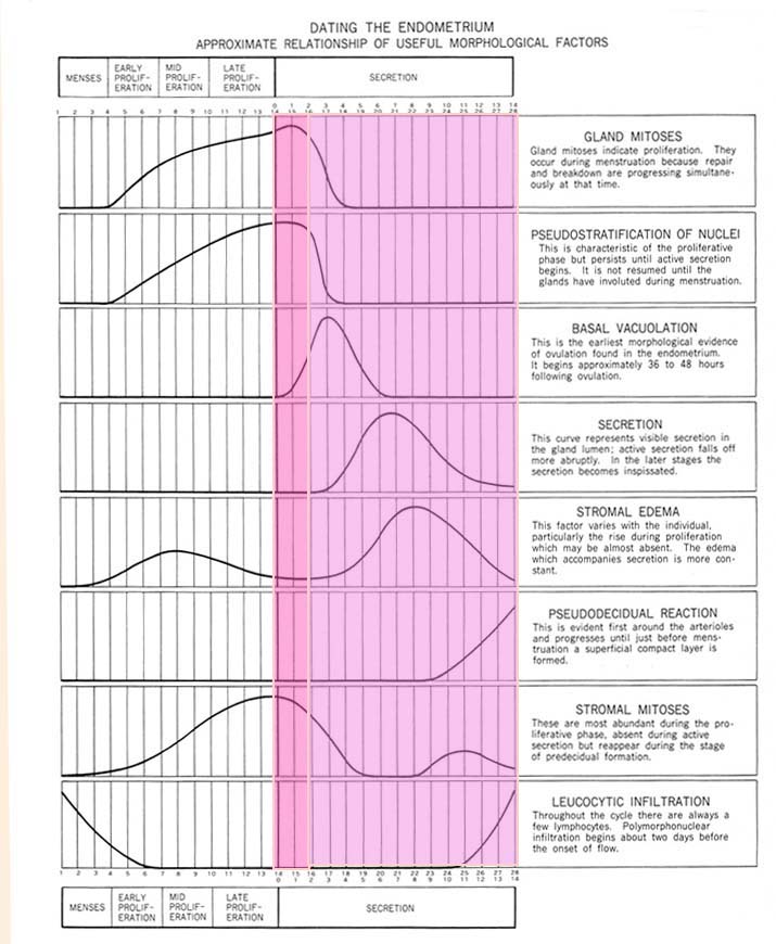 Noyes-Secretory phase.jpg