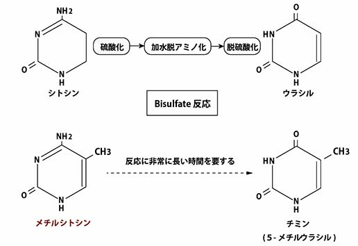 Bisulfate reaction.jpg