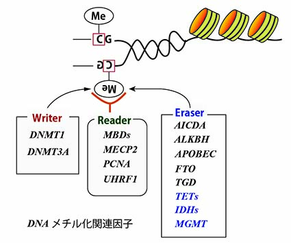DNAmethylation.jpg
