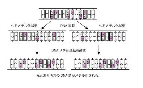 hemimethylation.gif