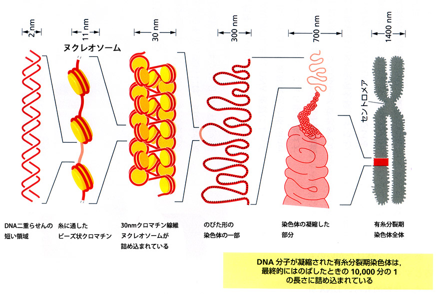 nucleosome0.jpg