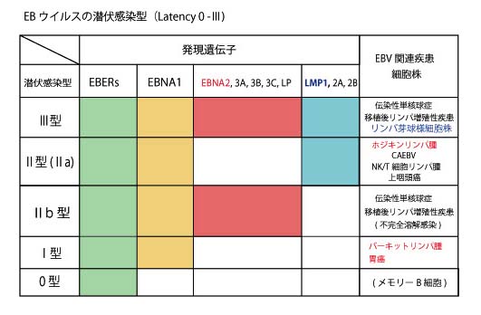 EBV-Latency.jpg