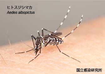albopictus13.jpg