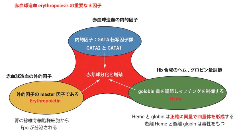 3factors of erythropoiesis.jpg