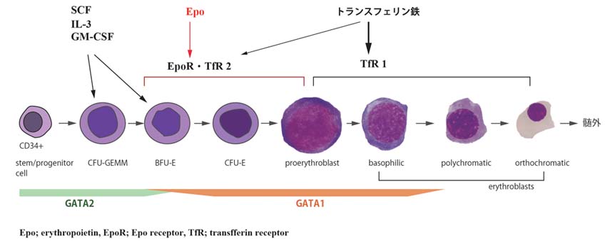 Epo-erythroid cells.jpg