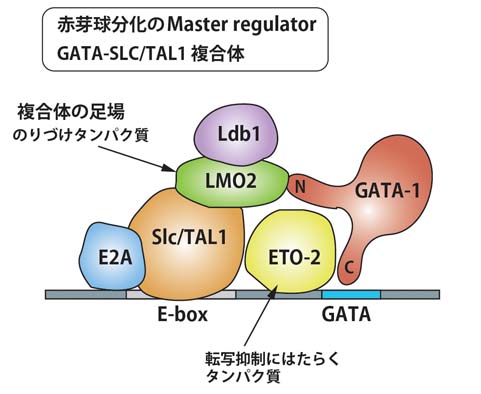 GATA1-SLC.jpg