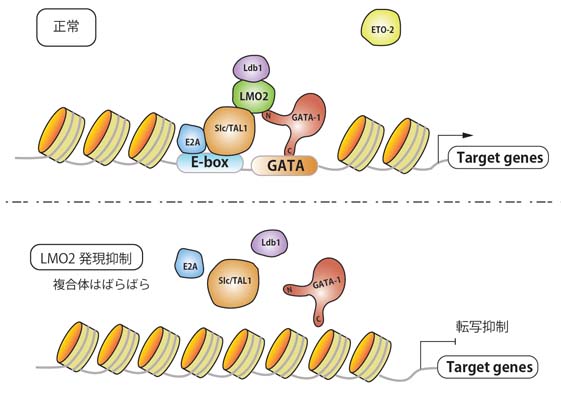 GATA1complex.jpg