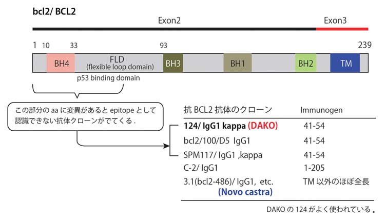 BCL2protein-Abs.jpg