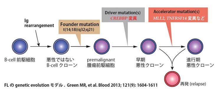 FL-geneevolution.jpg