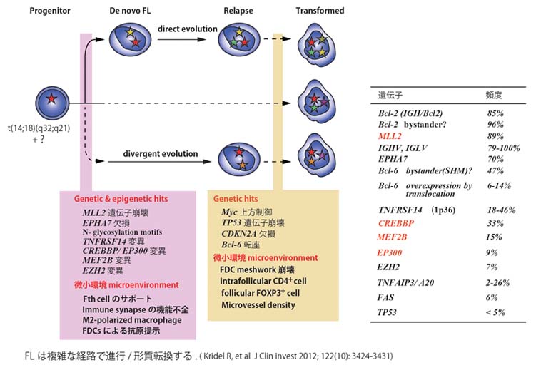 FLprogression-gene.jpg
